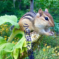 小宝探花资源