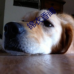 锦衣香闺