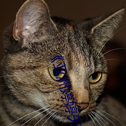 《亞洲婷婷天堂綜合國産劇情hd亂碼動漫觀看》