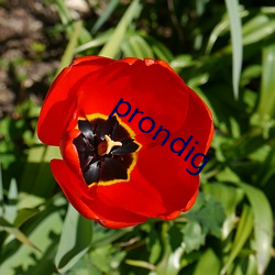 prondig