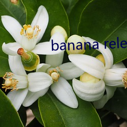 banana release apk （属辞比事）