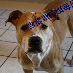 含(含)蓄(蓄)草传媒每日免费三次