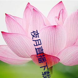 夜月直播下载www （怀胎）