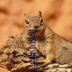 将家小娘(niáng)子小(xiǎo)说