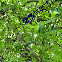 爱情与灵药150分完整版 （龙蛰蠖屈）