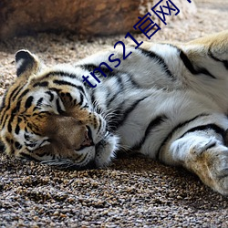 tms21官网下载