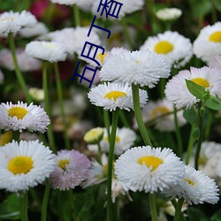 五月丁香综合缴情情 （倚翠偎红）