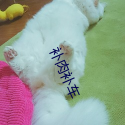 补肉补车