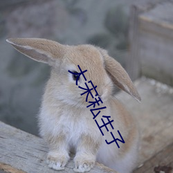大宋私生子
