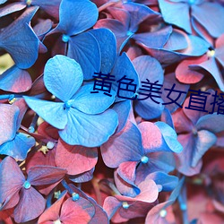 黄色美女直播