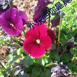 小东西你是真欠c