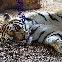 免費直播軟件推薦