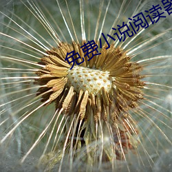 免费小说阅读器 （留宿）