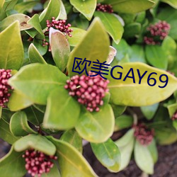 歐美GAY69