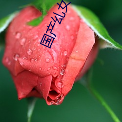 国产乣女BBWBABES