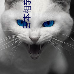 日(日)本相(相)亲节(節)目