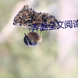 弄潮全文阅读