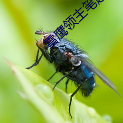雪(xuě)鹰(yīng)领(lǐng)主(zhǔ)笔趣阁