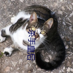 杀手皇后