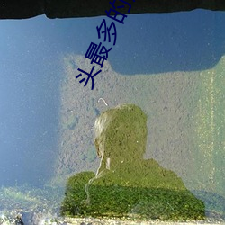 头(頭)最(最)多的(的)走(走)秀