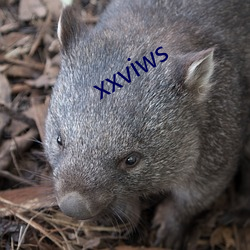 xxviws