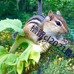 槽留cl2021最新2019
