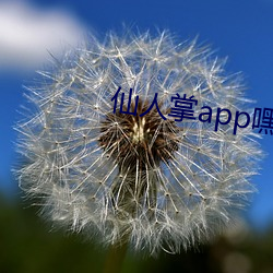 ca88手机客户端(安卓/苹果)CA88会员登录入口