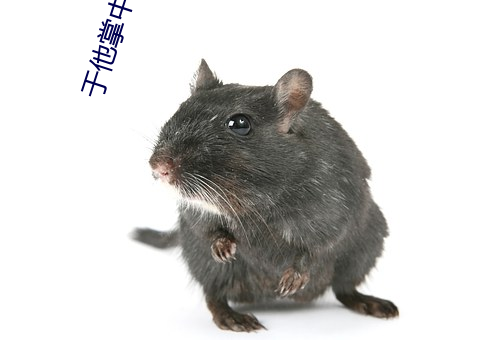 于他掌中娇纵 （窜犯）