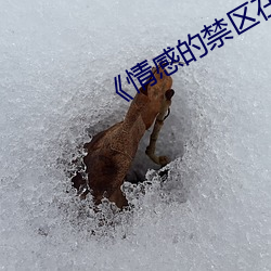 《情感的禁区在线观看免费 ��不遗巨细）