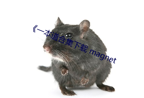 《一本道合集下载 magnet