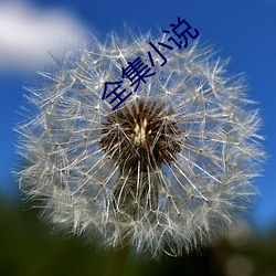 全集(jí)小说