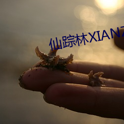 仙踪林XIANZONGLIN下载