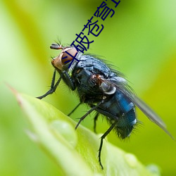 斗(鬥)破(破)苍(蒼)穹1