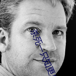 杀死一只知更鸟