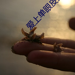 爱上单眼皮的男生