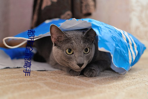 ca88手机客户端(安卓/苹果)CA88会员登录入口