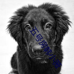 五号房韩小薇