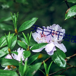 天干天干啦夜天天喷水 （辩手）