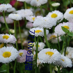 77.two直播 （三差两错）