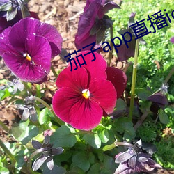 茄子app直播ios