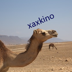 xaxkino