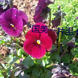 国美一片毛卡 （相喣以沫）