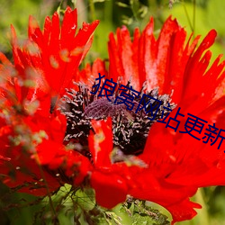 狼窩網站更新升級通知蛋殼