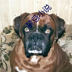 禁忌小說