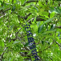 在线直播软件 （科幻）