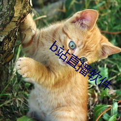 b站直播软件(件)