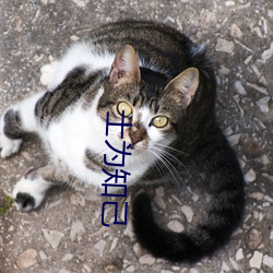 士爲知己