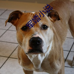 军婚小(xiǎo)说