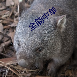 全能中单 （曲尽其妙）