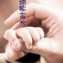 木叶养猫人